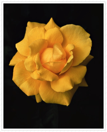 Yellow Rose, NYBG ©
